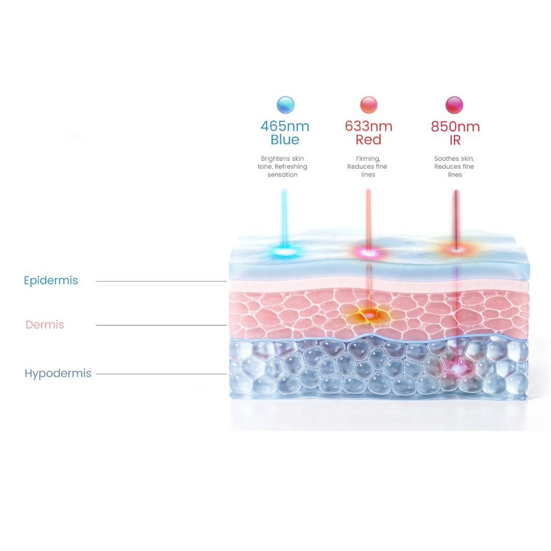 skin layers showing the depth of the wavelength for led face mask